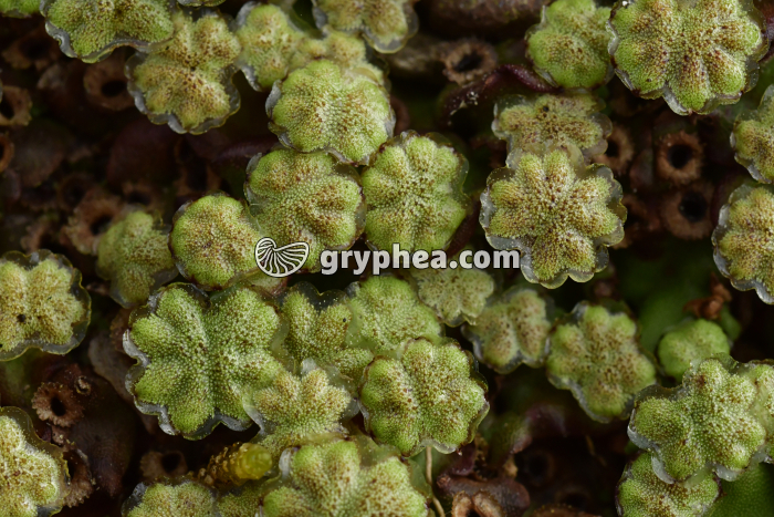 Hépatiques (Nouvelle Zélande) - gryphea.org